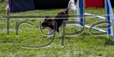 Cat A - 002